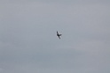 aerb 2009 079